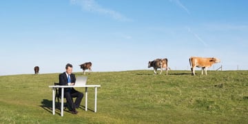 un homme qui est derriere son écran dans un champ avec des vaches pour imager la possibilité de travailler de partout